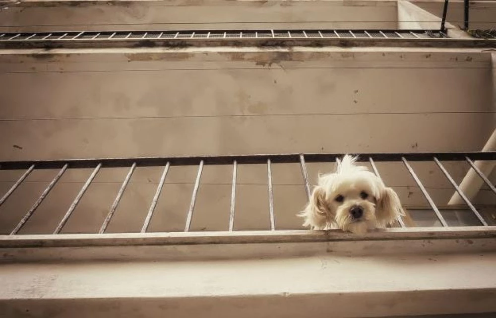 При нехуманни условия: Гледат 17 кучета в апартамент във Варна