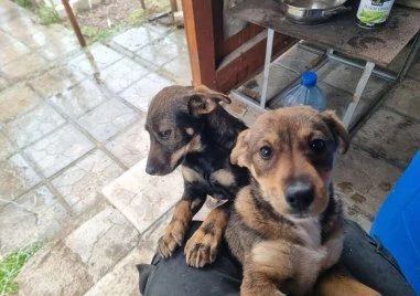 Две малки сърчица търсят дом, след като бяха спасени от сигурна смърт