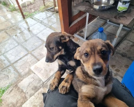 Две малки сърчица търсят дом, след като бяха спасени от сигурна смърт