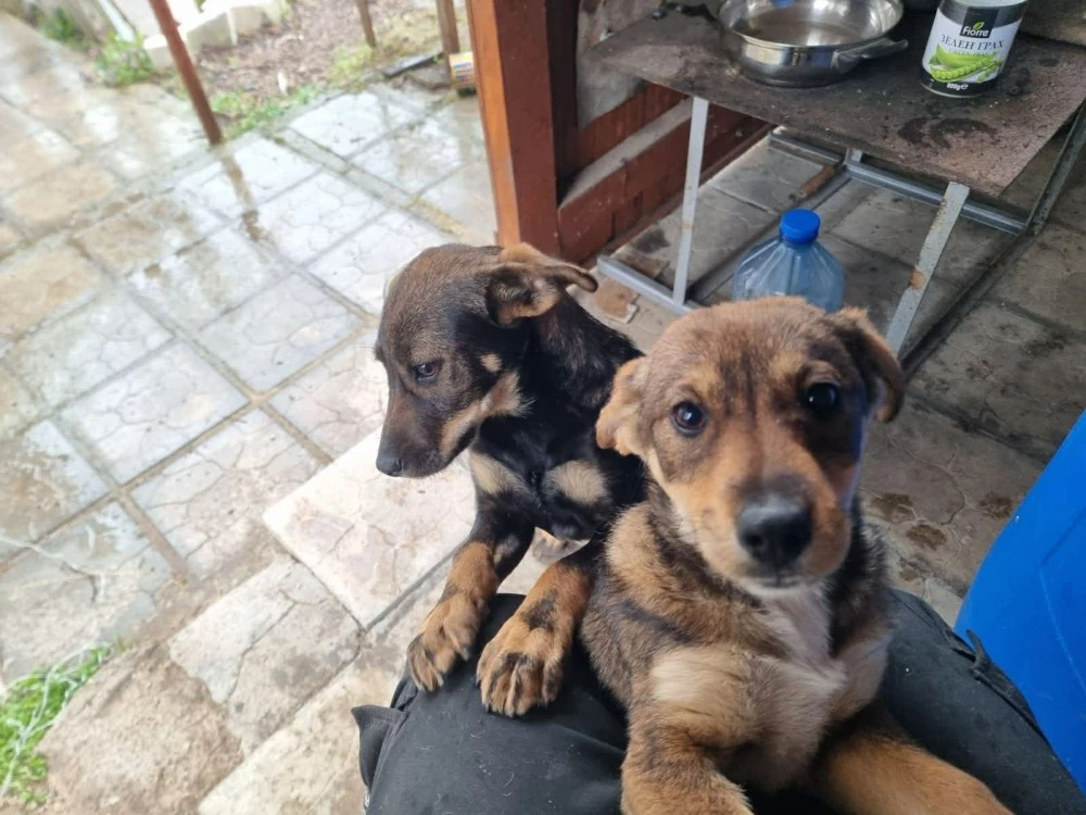 Две малки сърчица търсят дом, след като бяха спасени от сигурна смърт