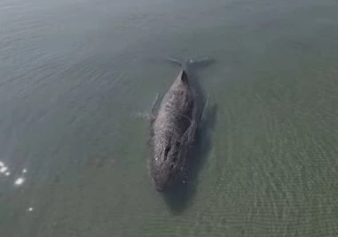 Гърбат кит заседна за втори път край Северна Германия