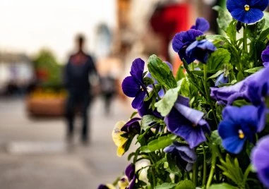 Предимно облачно, но без валежи ще е днес времето в Пловдив