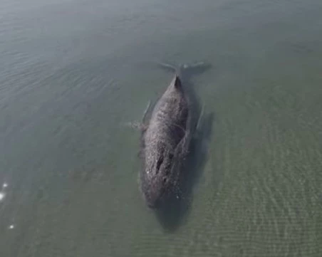 Гърбат кит заседна за втори път край Северна Германия
