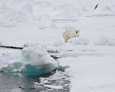 Тревожни данни за планетата: Арктическият морски лед продължава да се топи