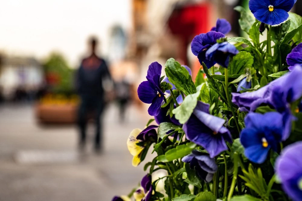 Предимно облачно, но без валежи ще е днес времето в Пловдив