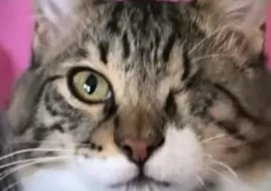 Котарак изчезна по време на полет между Кипър и Гърция