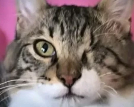 Котарак изчезна по време на полет между Кипър и Гърция