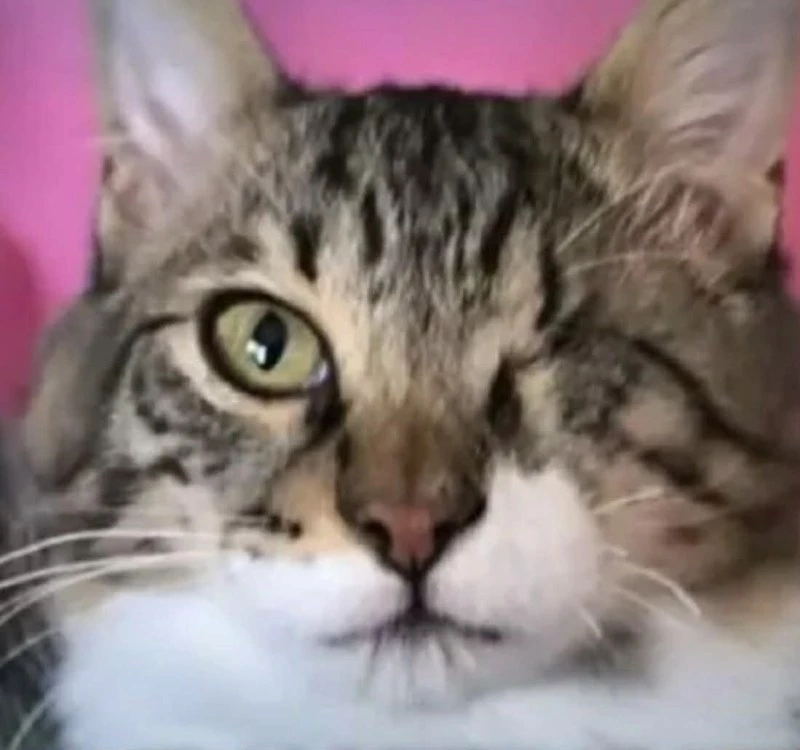 Котарак изчезна по време на полет между Кипър и Гърция