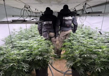 Разкриха наркооранжерия: Задържан е чужденец, издирван от Интерпол