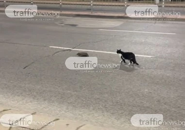 Таралеж и котка на разходка ... по булевард в Пловдив