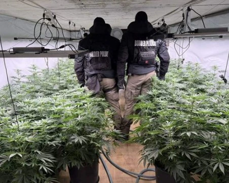 Разкриха наркооранжерия: Задържан е чужденец, издирван от Интерпол