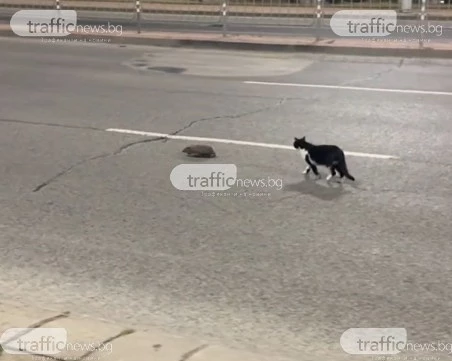 Таралеж и котка на разходка ... по булевард в Пловдив