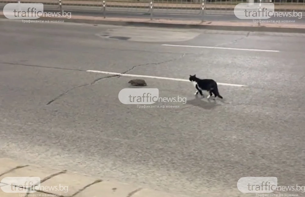 Таралеж и котка на разходка ... по булевард в Пловдив