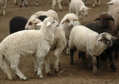 БАБХ с предупреждение: Великденските пътувания създават риск от пренасяне на шап у нас