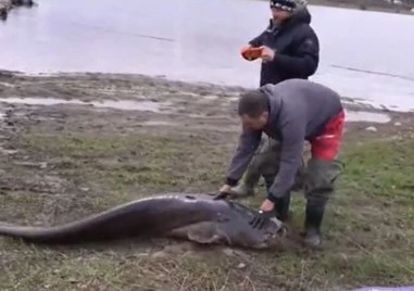 Кой улови 90-килограмовия сом в язовир Огоста и защо го пусна?