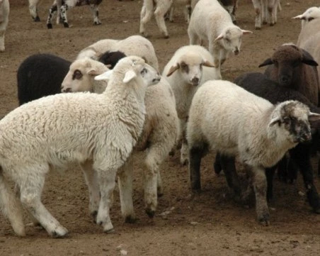 БАБХ с предупреждение: Великденските пътувания създават риск от пренасяне на шап у нас