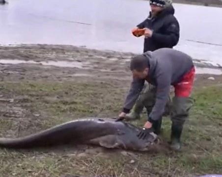 Кой улови 90-килограмовия сом в язовир 