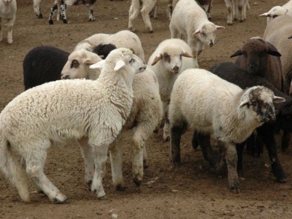 БАБХ с предупреждение: Великденските пътувания създават риск от пренасяне на шап у нас