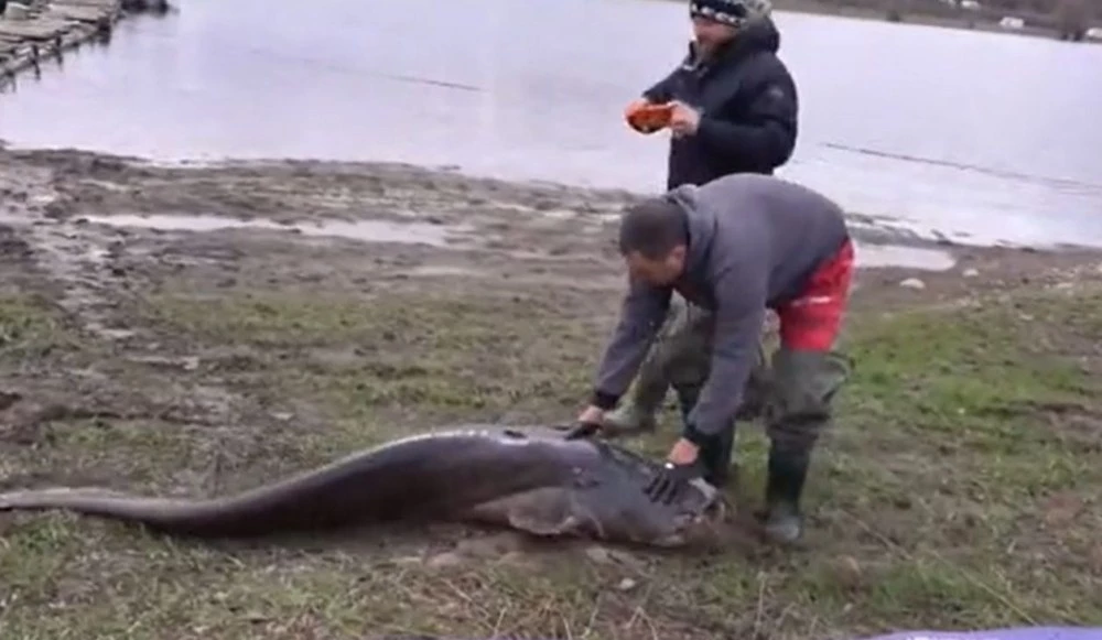 Кой улови 90-килограмовия сом в язовир 