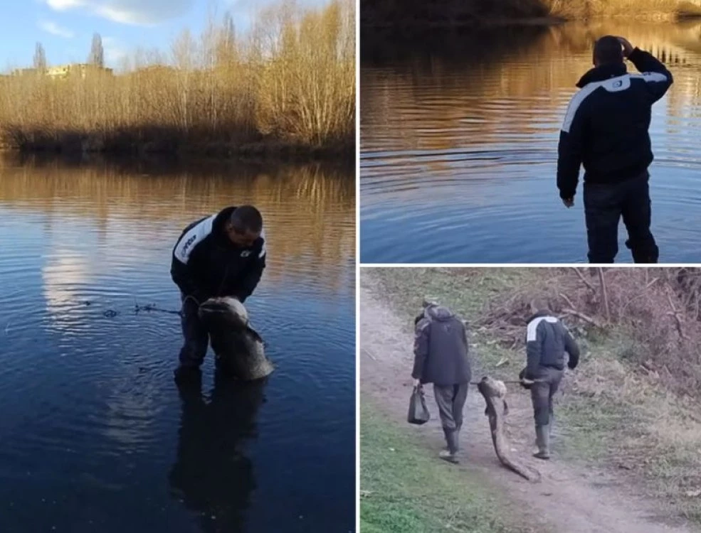 Рибар извади огромен сом от Марица в Пловдив ВИДЕО