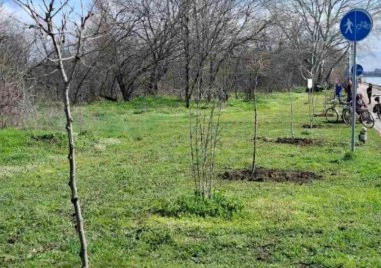 Залесяват Гребната база в Пловдив с близо 200 чинара