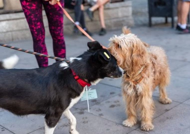 Започна инициативата „Регистрирай куче и спечели награда в Пловдив