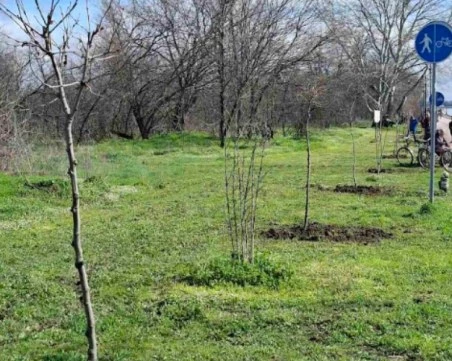 Залесяват Гребната база в Пловдив с близо 200 чинара