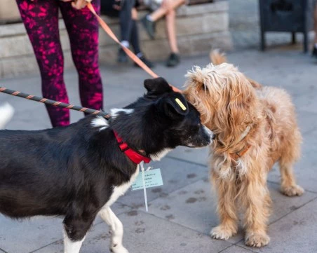 Започна инициативата „Регистрирай куче и спечели награда