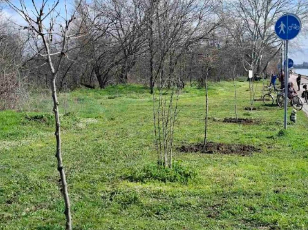 Залесяват Гребната база в Пловдив с близо 200 чинара