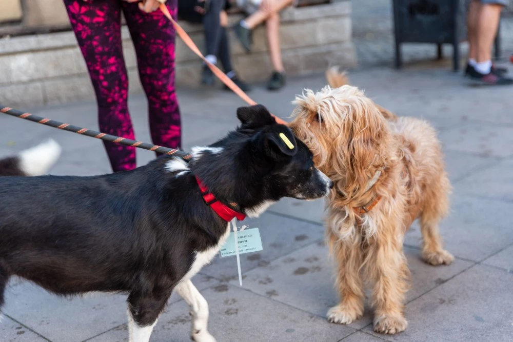 Започна инициативата „Регистрирай куче и спечели награда