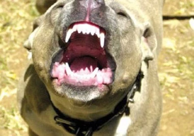 Домашен питбул нахапа две деца в Бургас