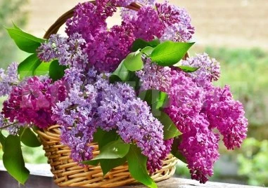 Поверия за Цветница