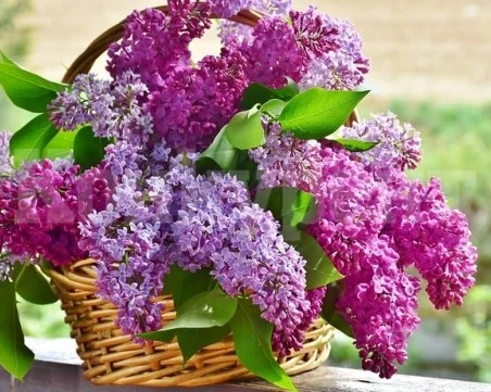 Поверия за Цветница