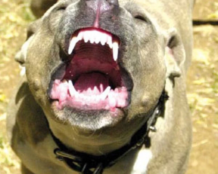 Домашен питбул нахапа две деца в Бургас