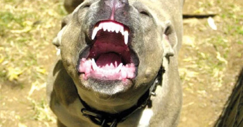 Домашен питбул нахапа две деца в Бургас