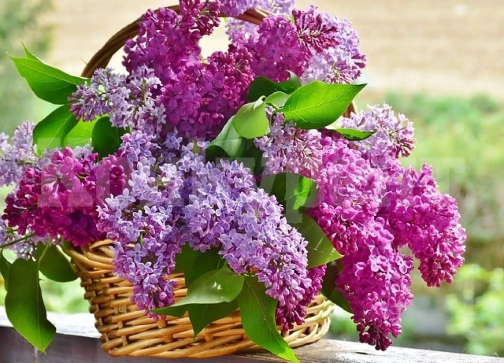 Поверия за Цветница