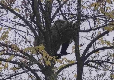 Малко мече се засели край Кричим