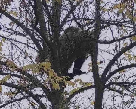 Малко мече се засели край Кричим