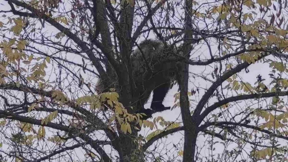 Малко мече се засели край Кричим