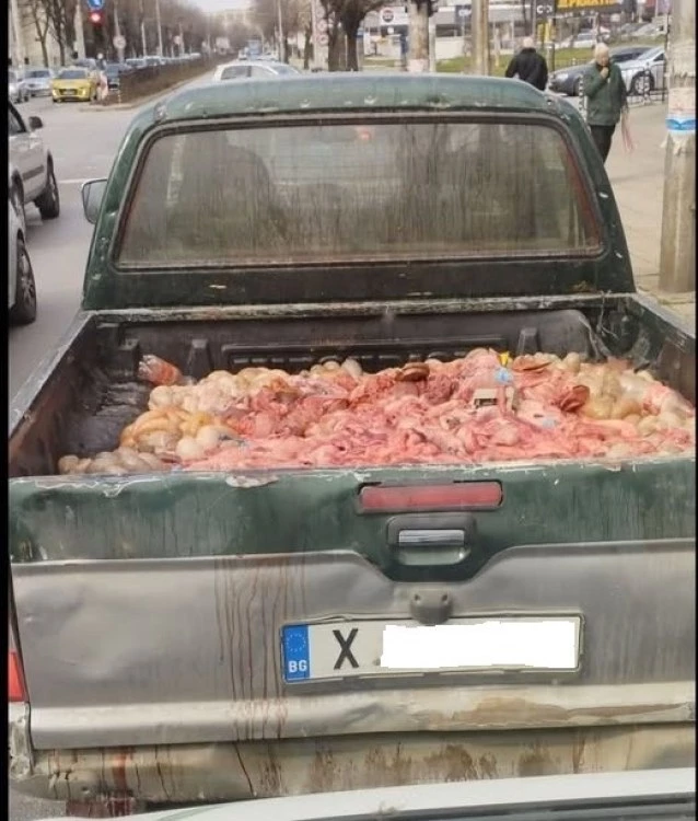 Заловиха шофьор да вози животински вътрешности в открит пикап, кръв течала по пътя