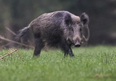 Забелязаха стадо диви прасета на един от централните булеварди на Солун