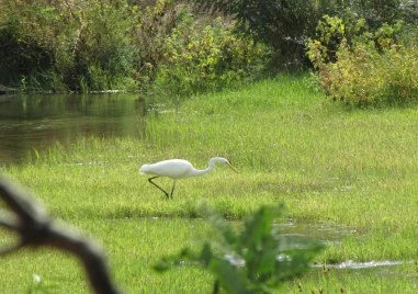 Зам.-министърът на земеделието открива форум за възстановяване на крайречните гори в КИЦ „Малтепе в Маноле