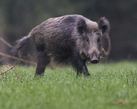 Забелязаха стадо диви прасета на един от централните булеварди на Солун