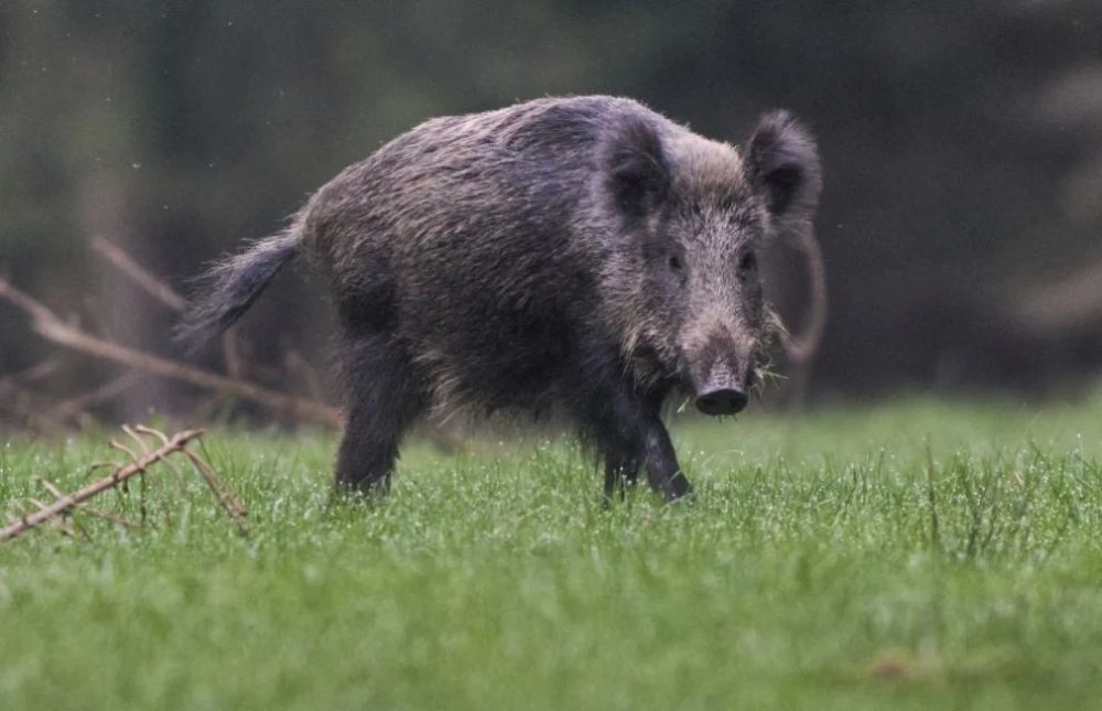 Забелязаха стадо диви прасета на един от централните булеварди на Солун