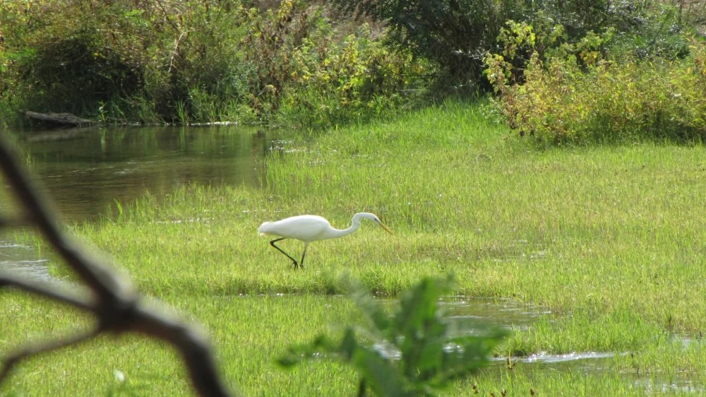 Зам.-министърът на земеделието открива форум за възстановяване на крайречните гори в КИЦ „Малтепе