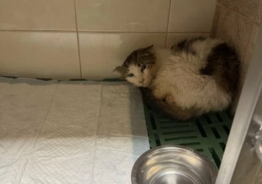 Търсят средства за лечението на котето Златьо, открито ранено в Пловдив