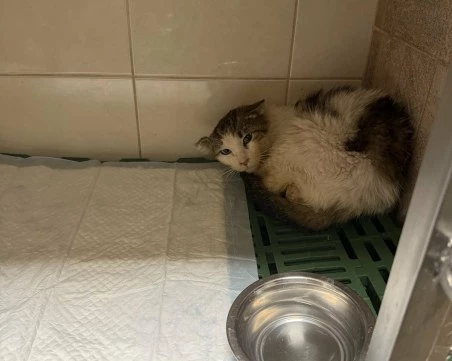 Търсят средства за лечението на котето Златьо, открито ранено в Пловдив