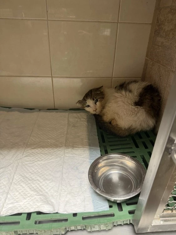 Търсят средства за лечението на котето Златьо, открито ранено в Пловдив