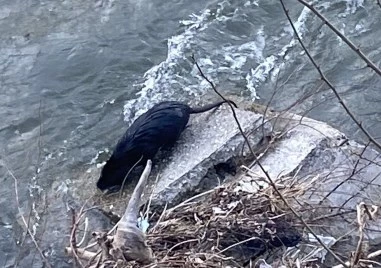 Екзотика или биоразнообразие: Защо реките в Пловдивско се напълниха с нутрии след дъждовете?