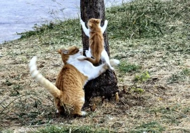 В Гърция има 3 млн. бездомни котки, една от най-големите популации в света